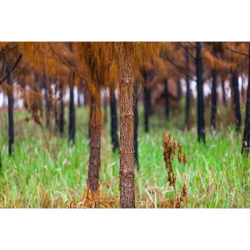 Natural Mahogany Plants